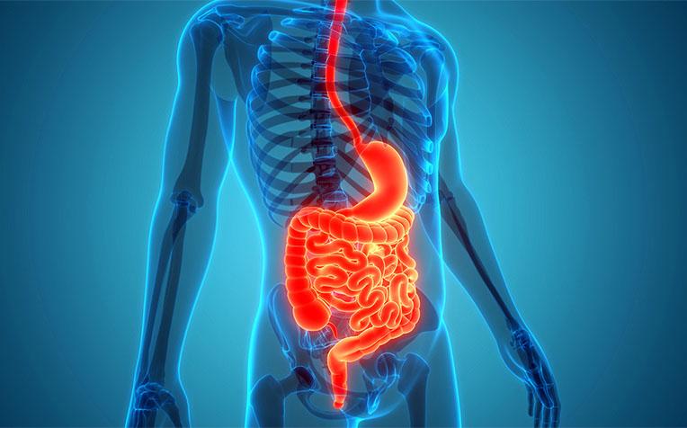 Unlocking the Secrets of Sea Moss for Gut Health
