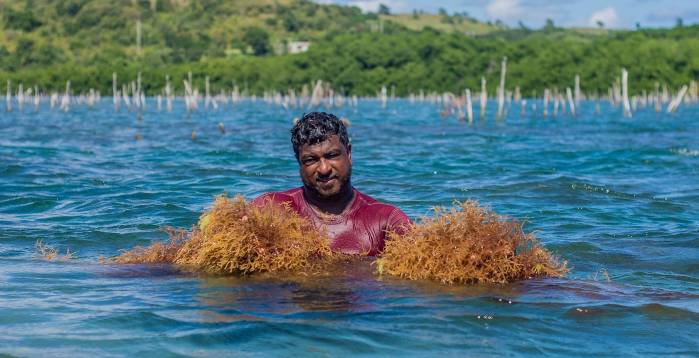 Unveiling the Potent Health Benefits of Eucheuma Cottonii Sea Moss