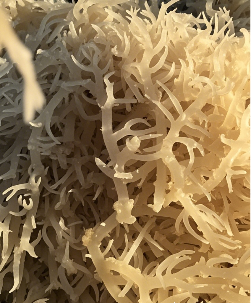 Sea Moss Benefits: A Guide to Nature's Superfood