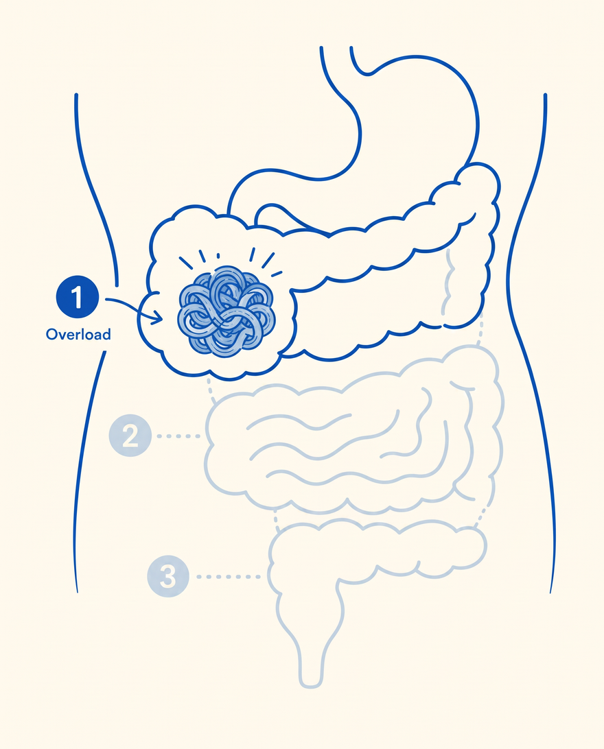 Illustration of a digestive tract with a single fibre source tangled and overloading zone 1, while zones 2 and 3 are left empty